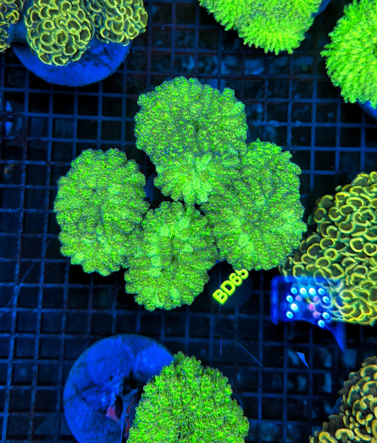 Malay Noddle Colony 3-4 heads but might be hard cut into singles.
