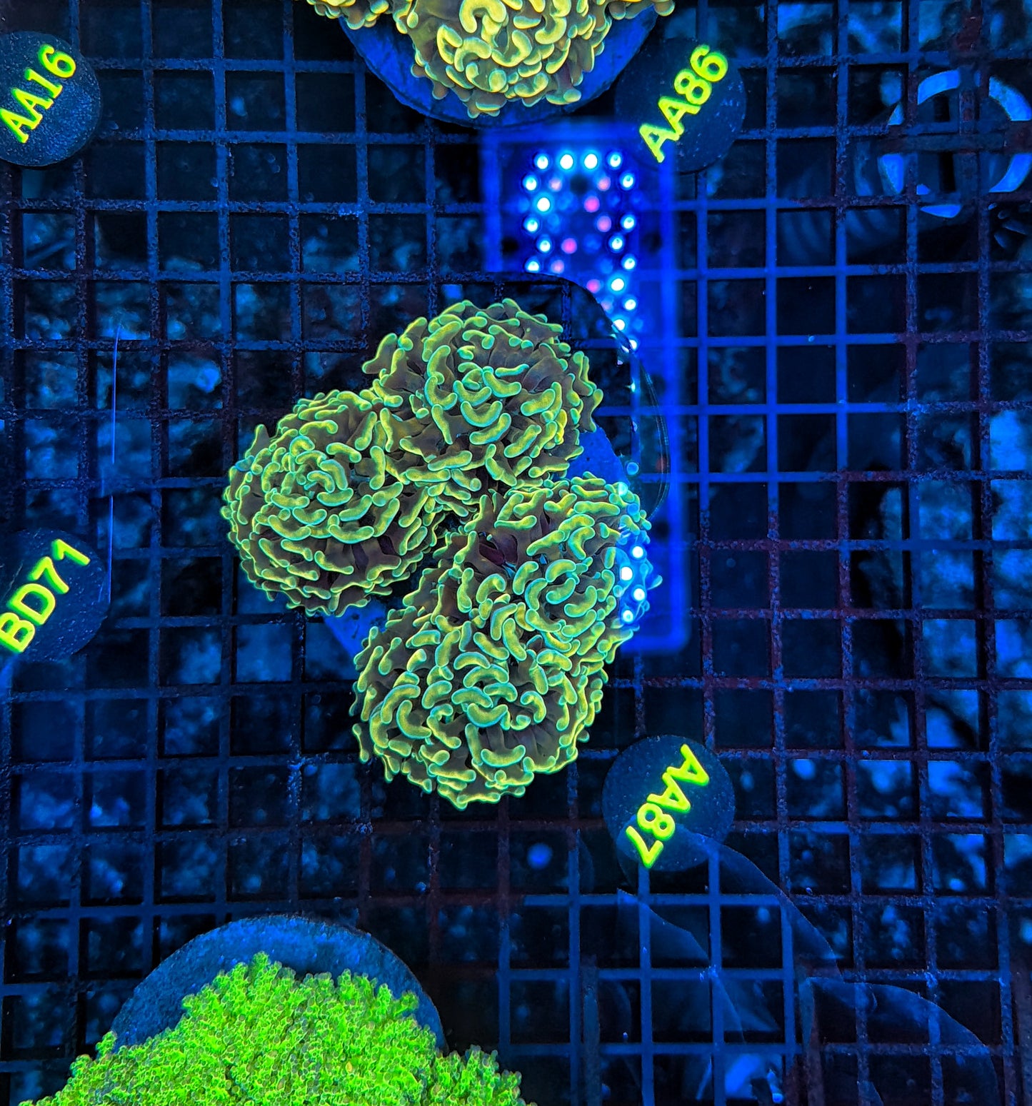 Malay branching hammer Colony 3-4 heads but might be hard cut into singles.