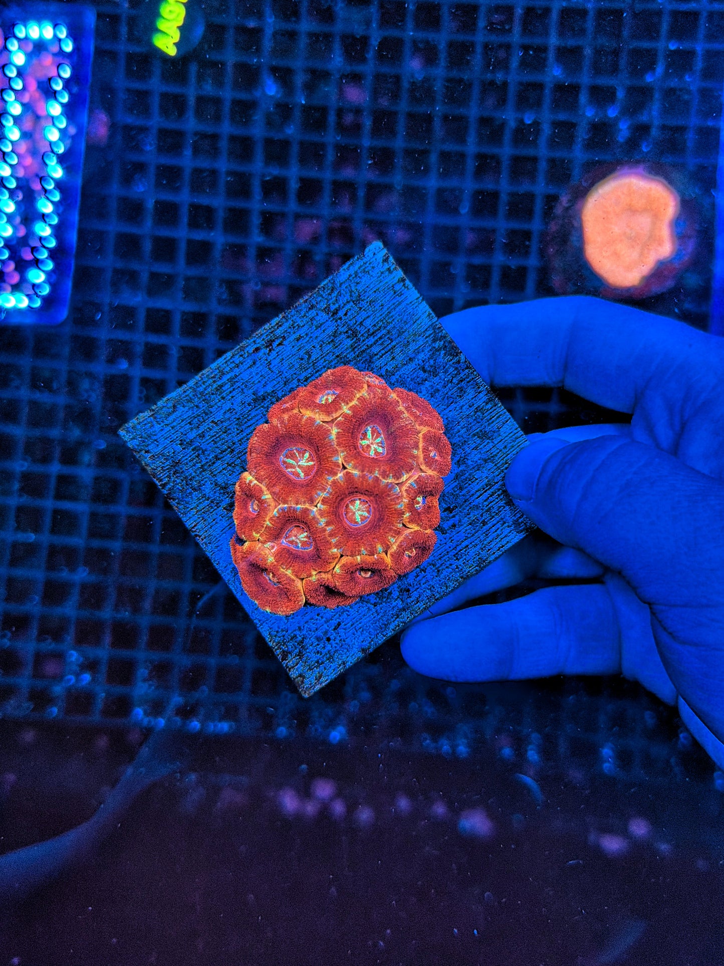 Asian Acan