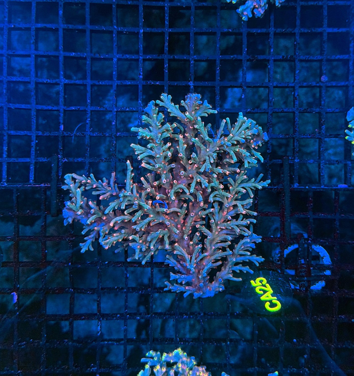 Malay Acro