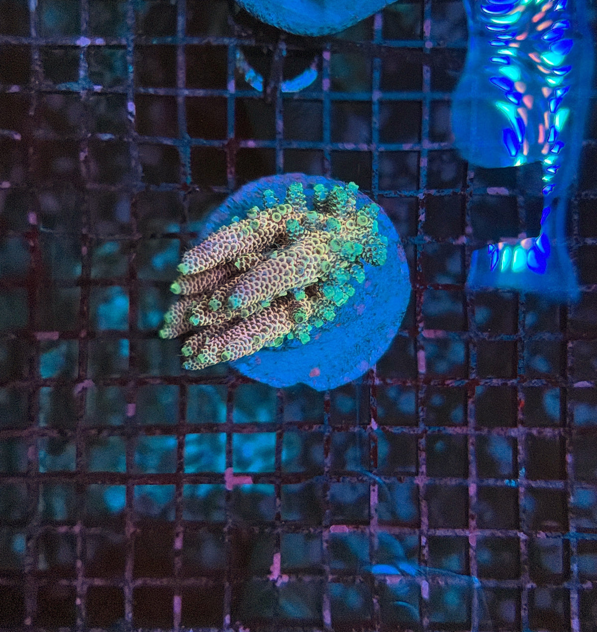 Indo Premium Acro