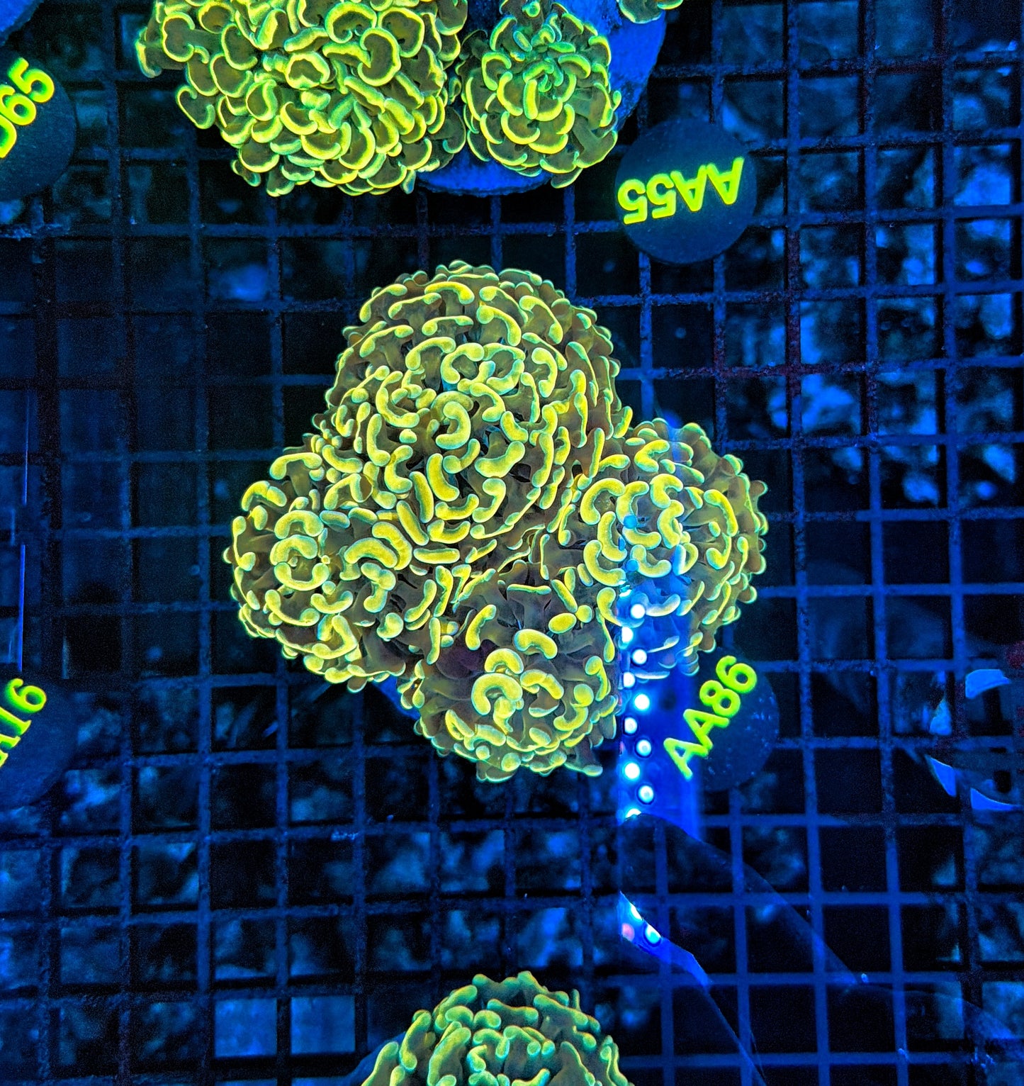 Malay branching hammer Colony 3-4 heads but might be hard cut into singles.