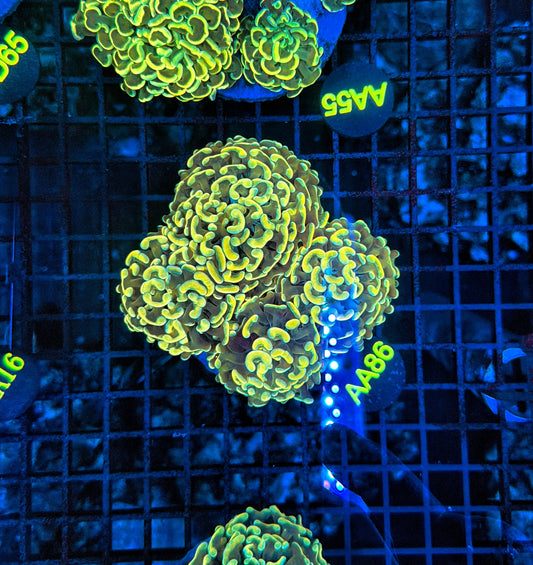 Malay fat head branching hammer Colony 3-4 heads but might be hard cut into singles.