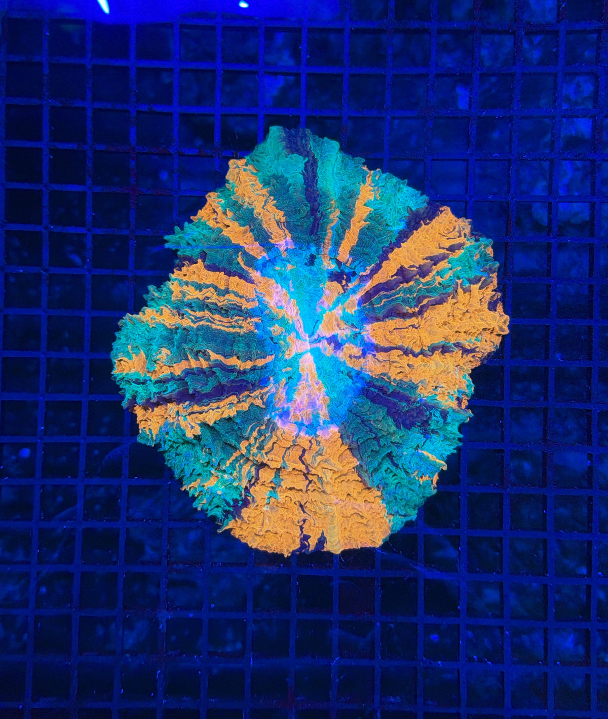 Ultra Acantho