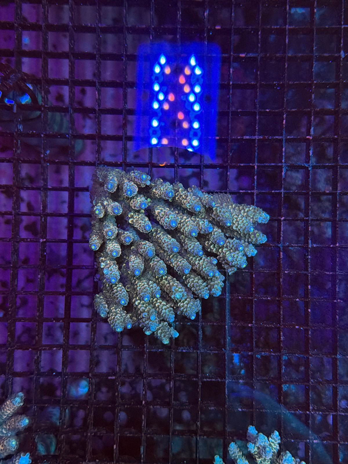 Malay Tenius