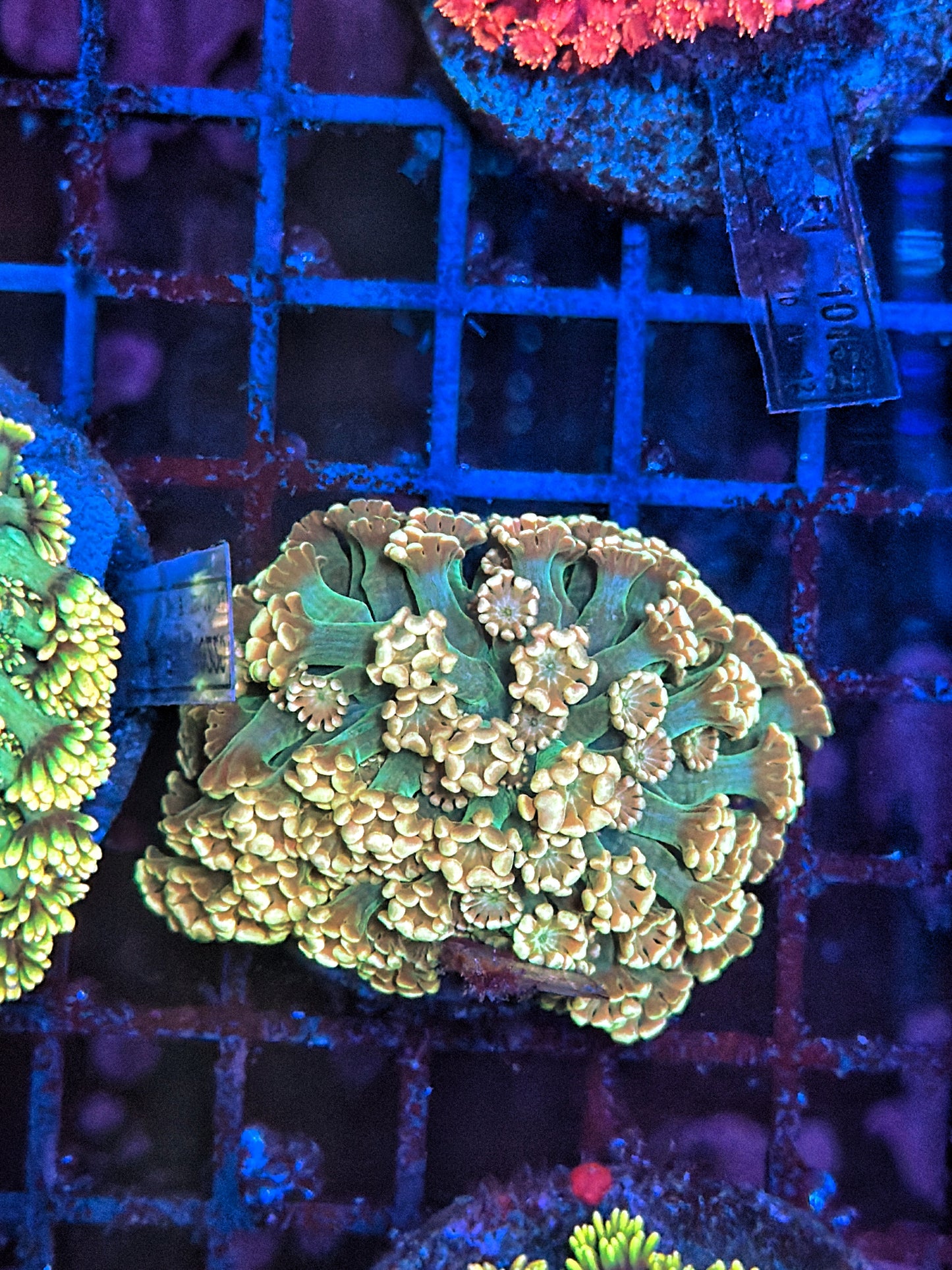 Rainbow alveopora