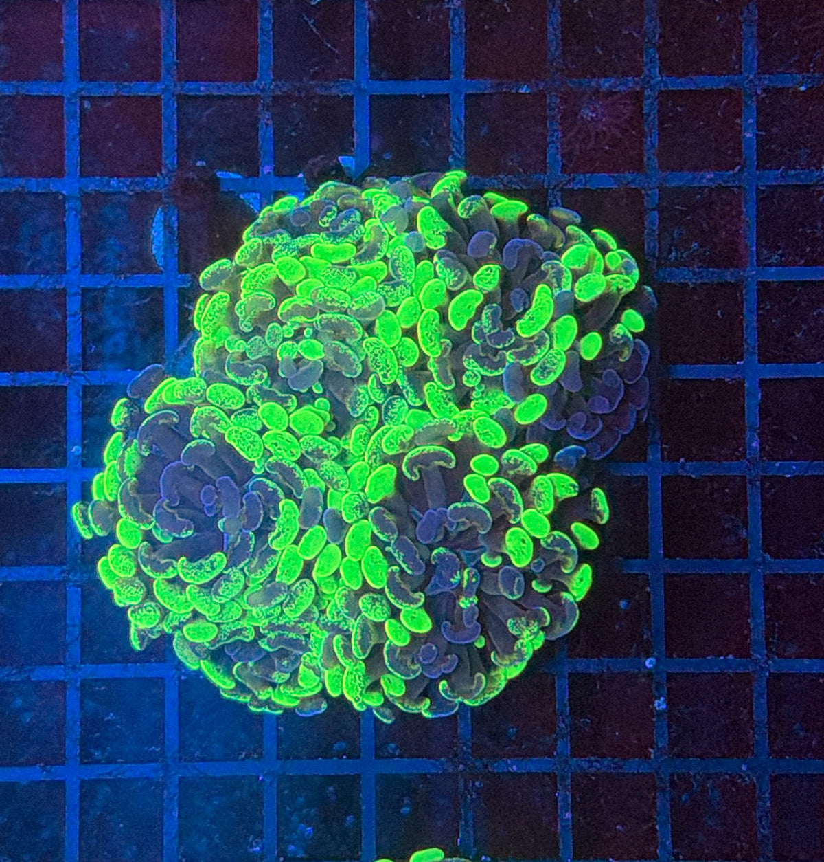 Toxic splatter hammer S