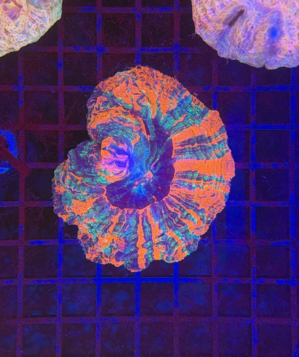 Ultra rainbow acantho