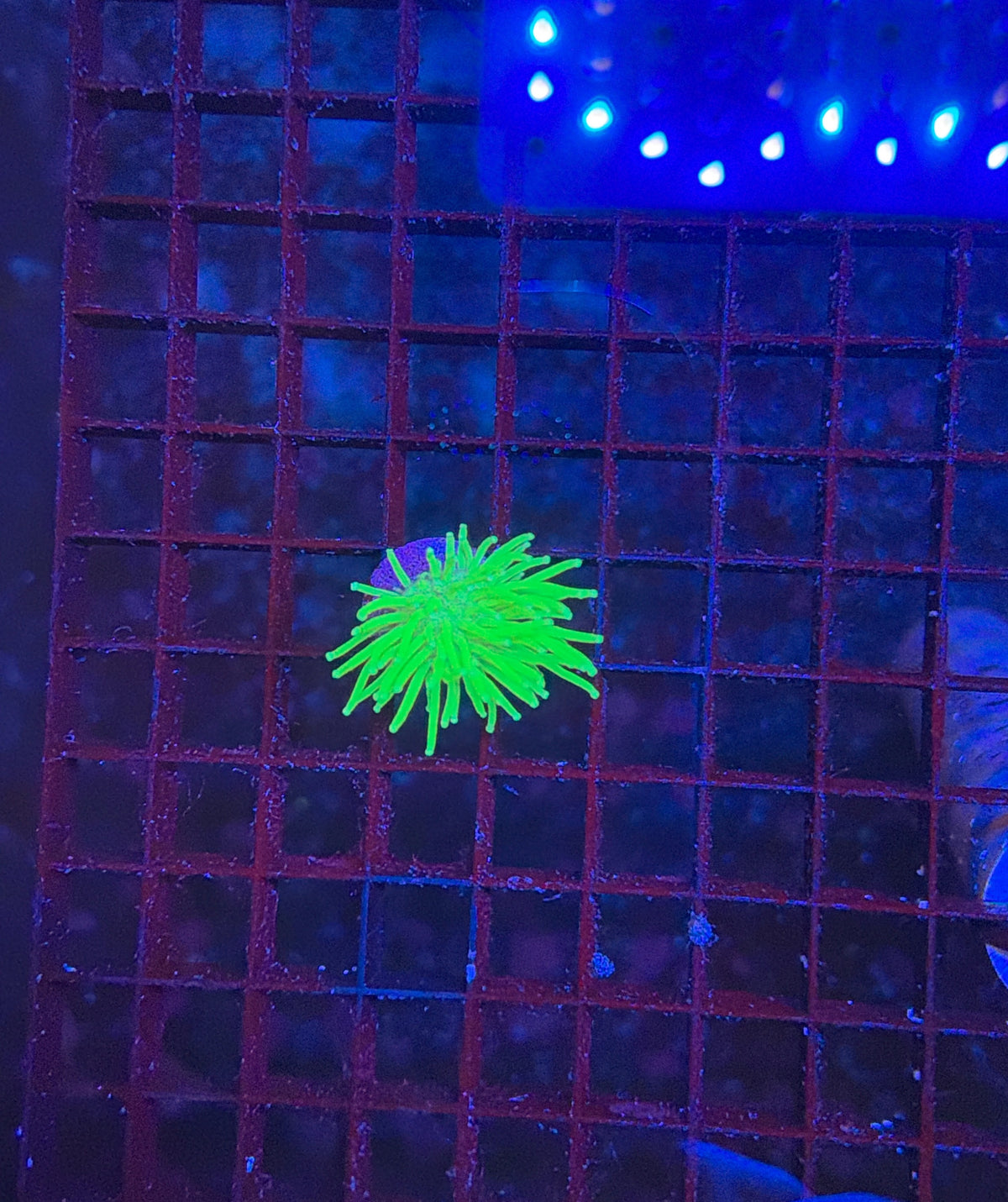 Malay Bright neon toadstool
