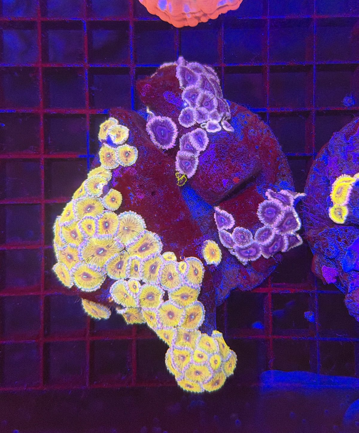 Rainbow zoa clearance