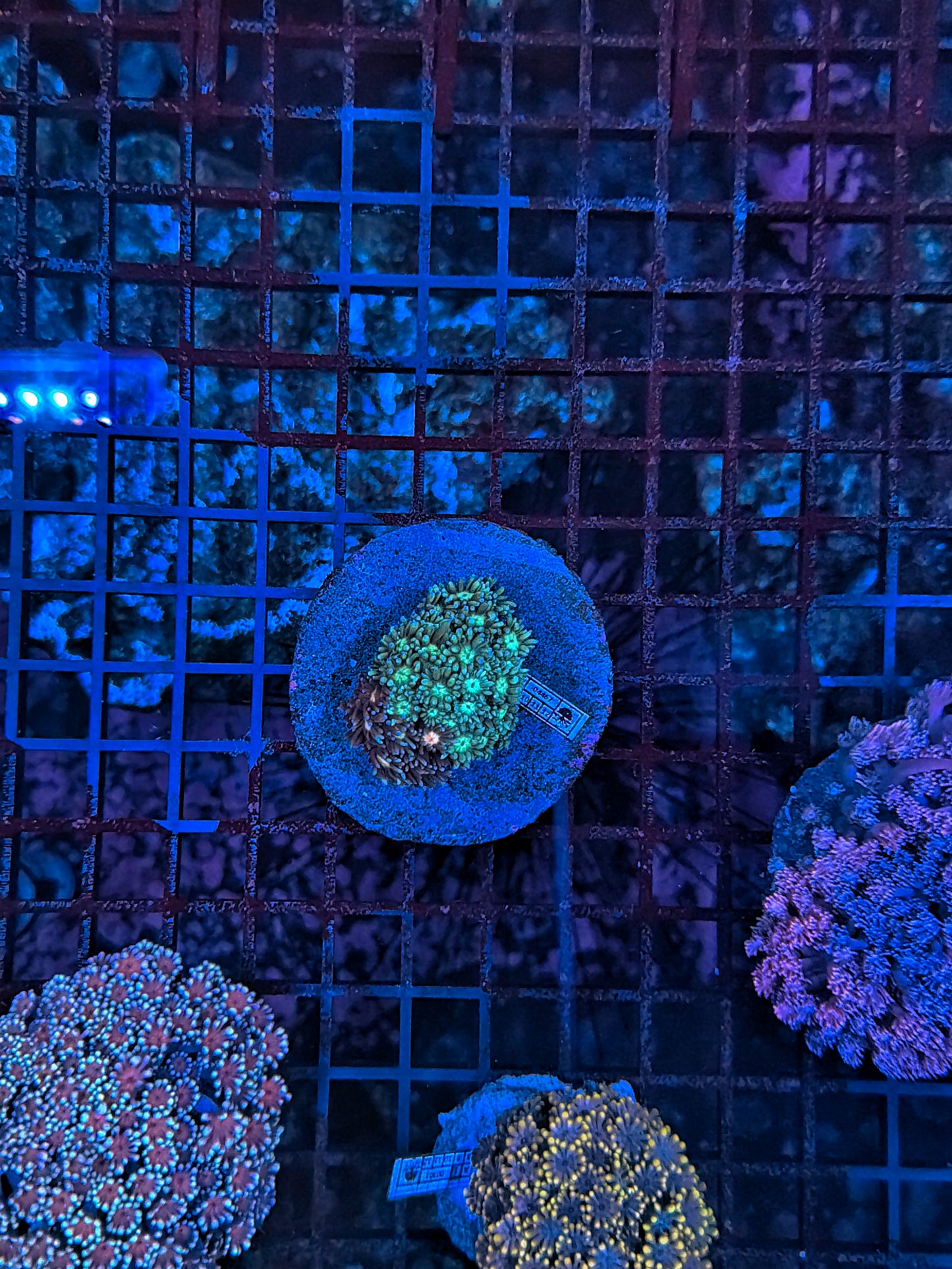 Sp Goniopora