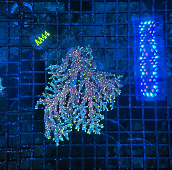 Malay Acro