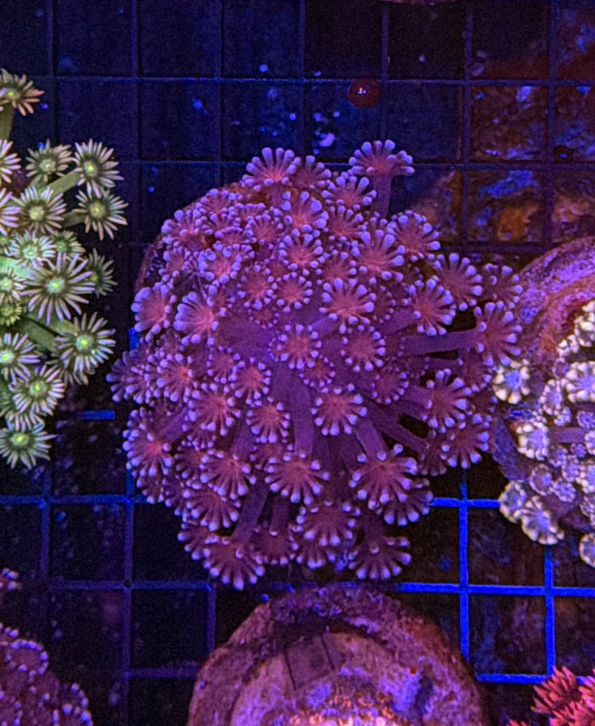 Rainbow alveopora