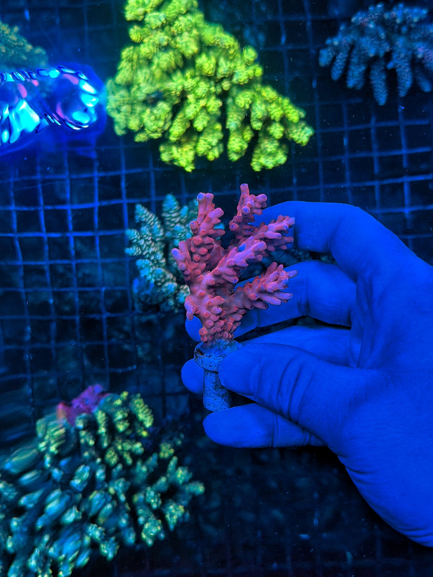 Malay encrusted lokani