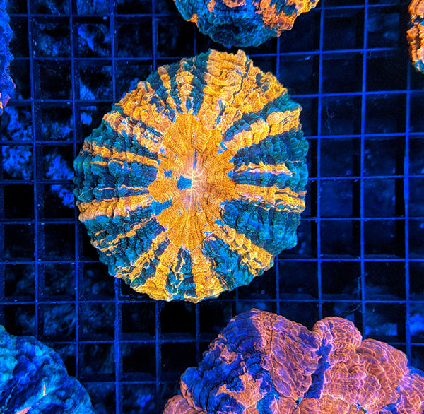 Rainbow Acantho