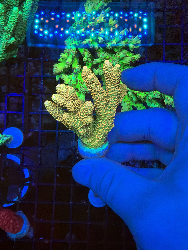 Premium encrusted acro