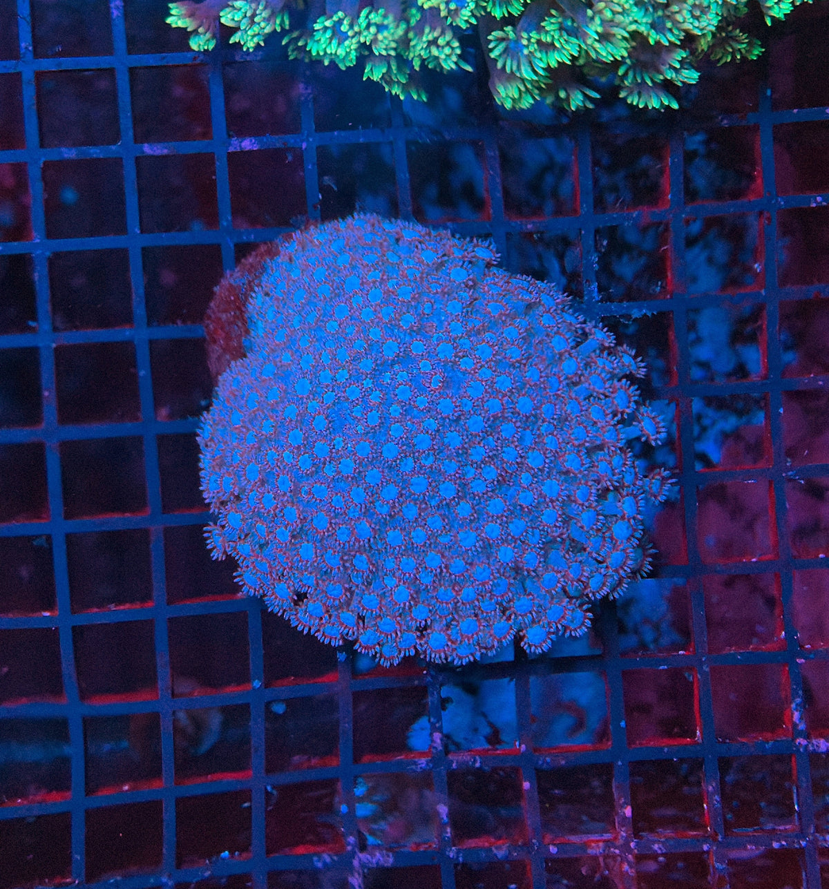 Blue Goni