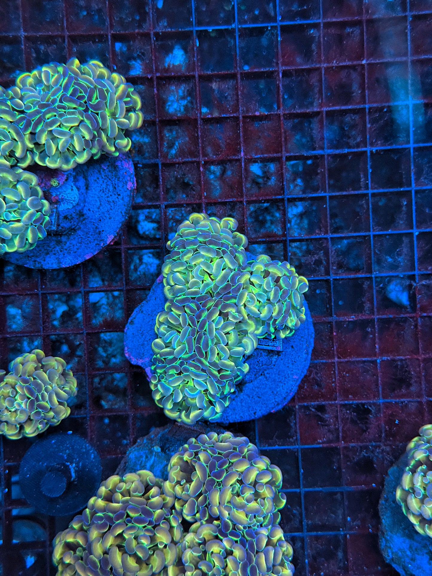 Hologram Colony