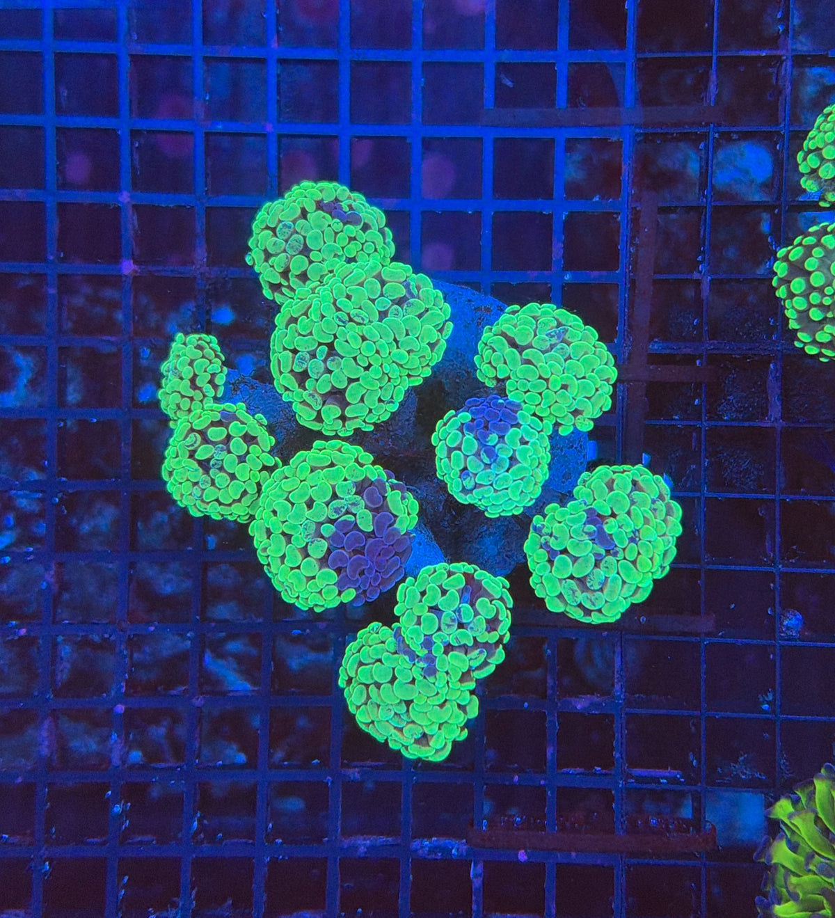 Toxic splatter hammer