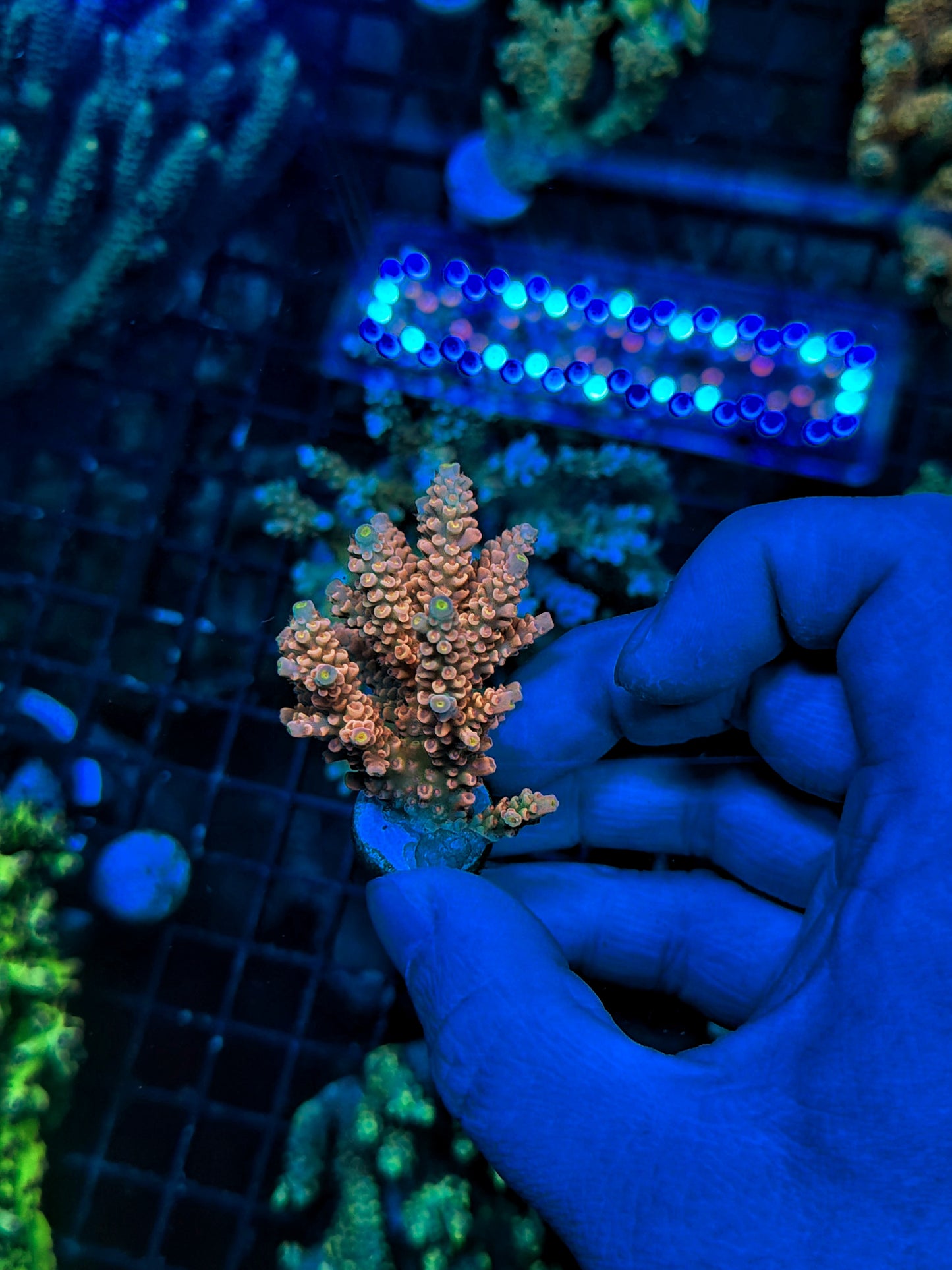 Tenius frag