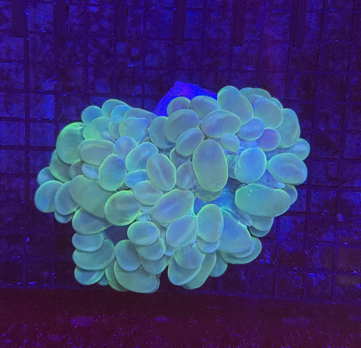 Bubble coral