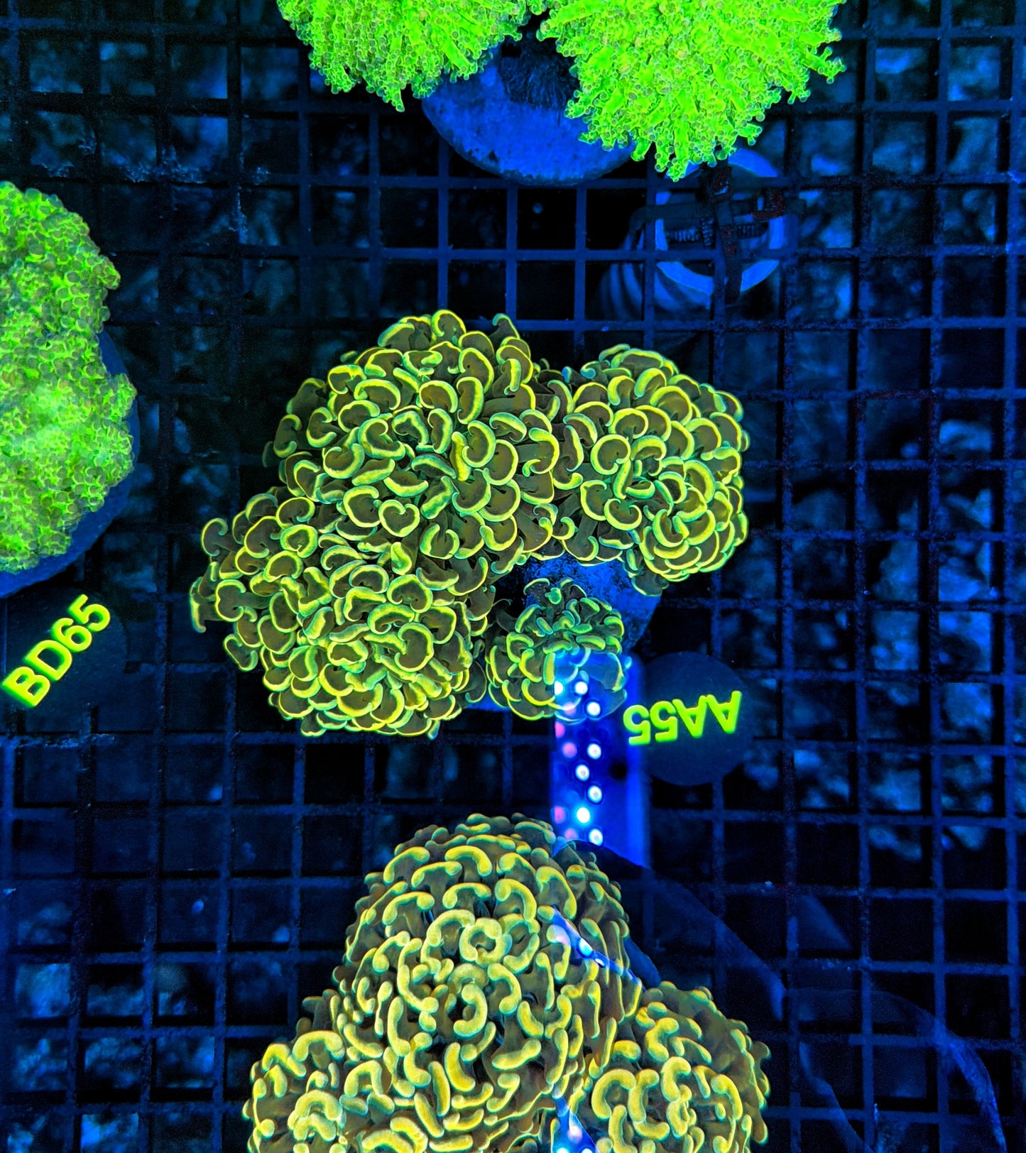 Malay branching hammer Colony 3-4 heads but might be hard cut into singles.