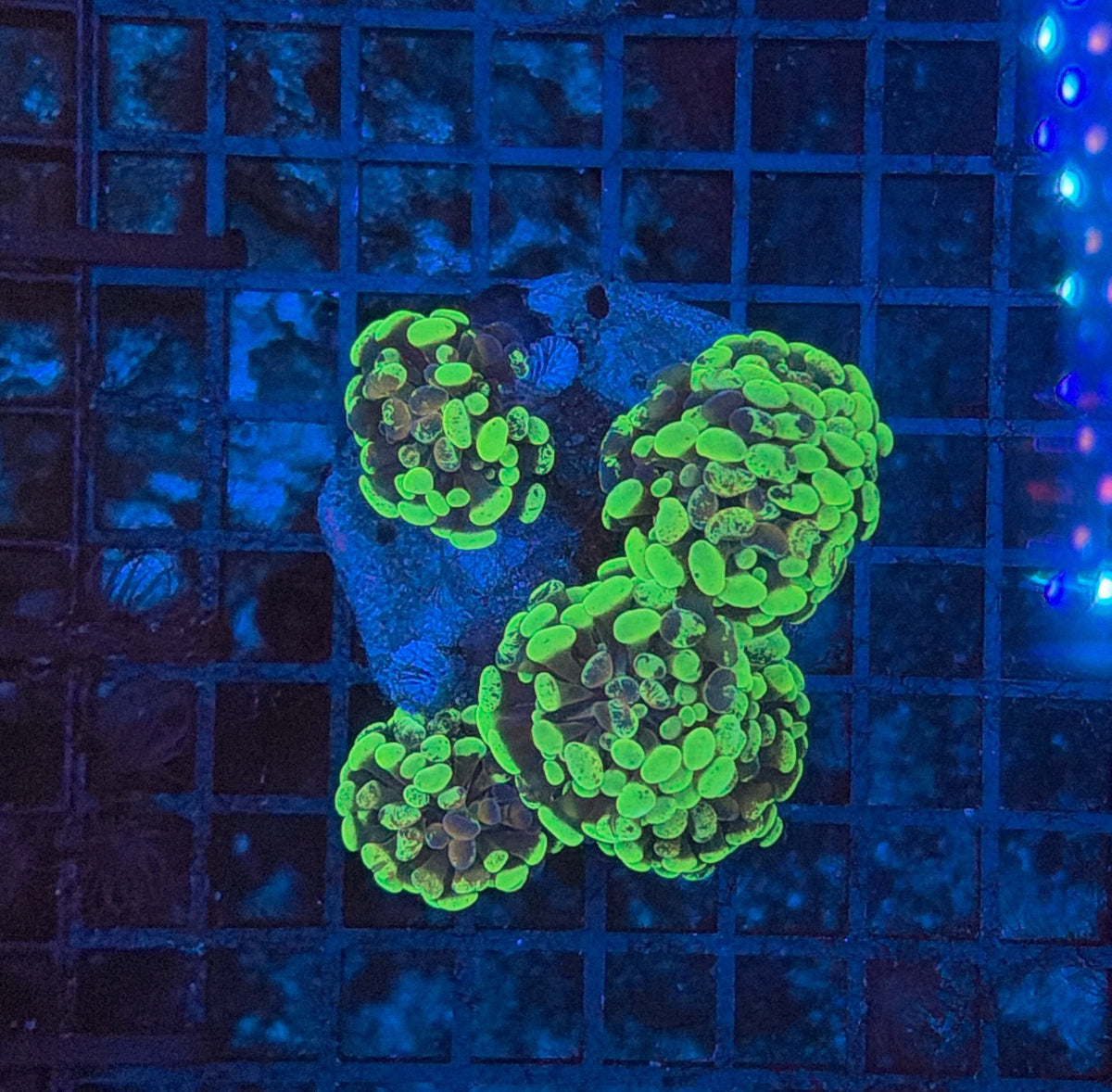 Toxic splatter hammer S