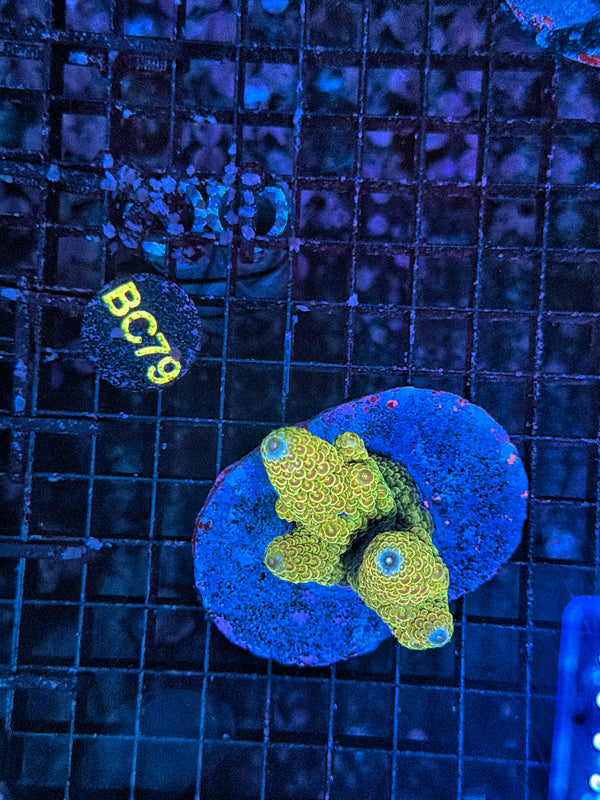 Indo Premium acro clearance