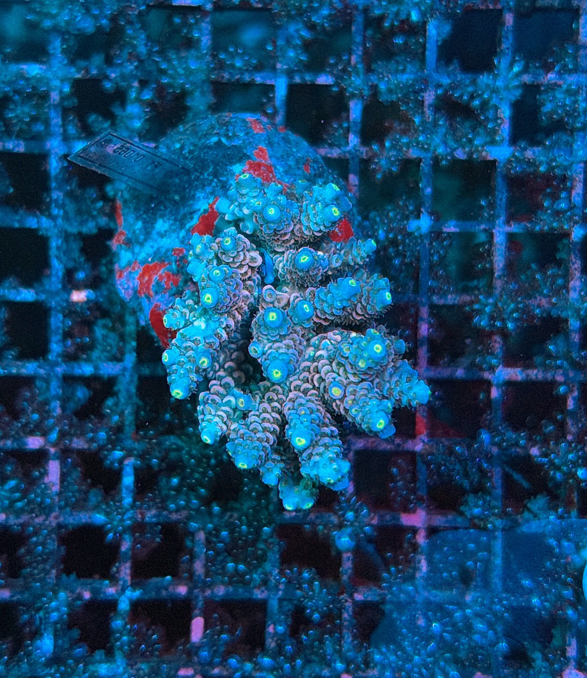 indo premium acro