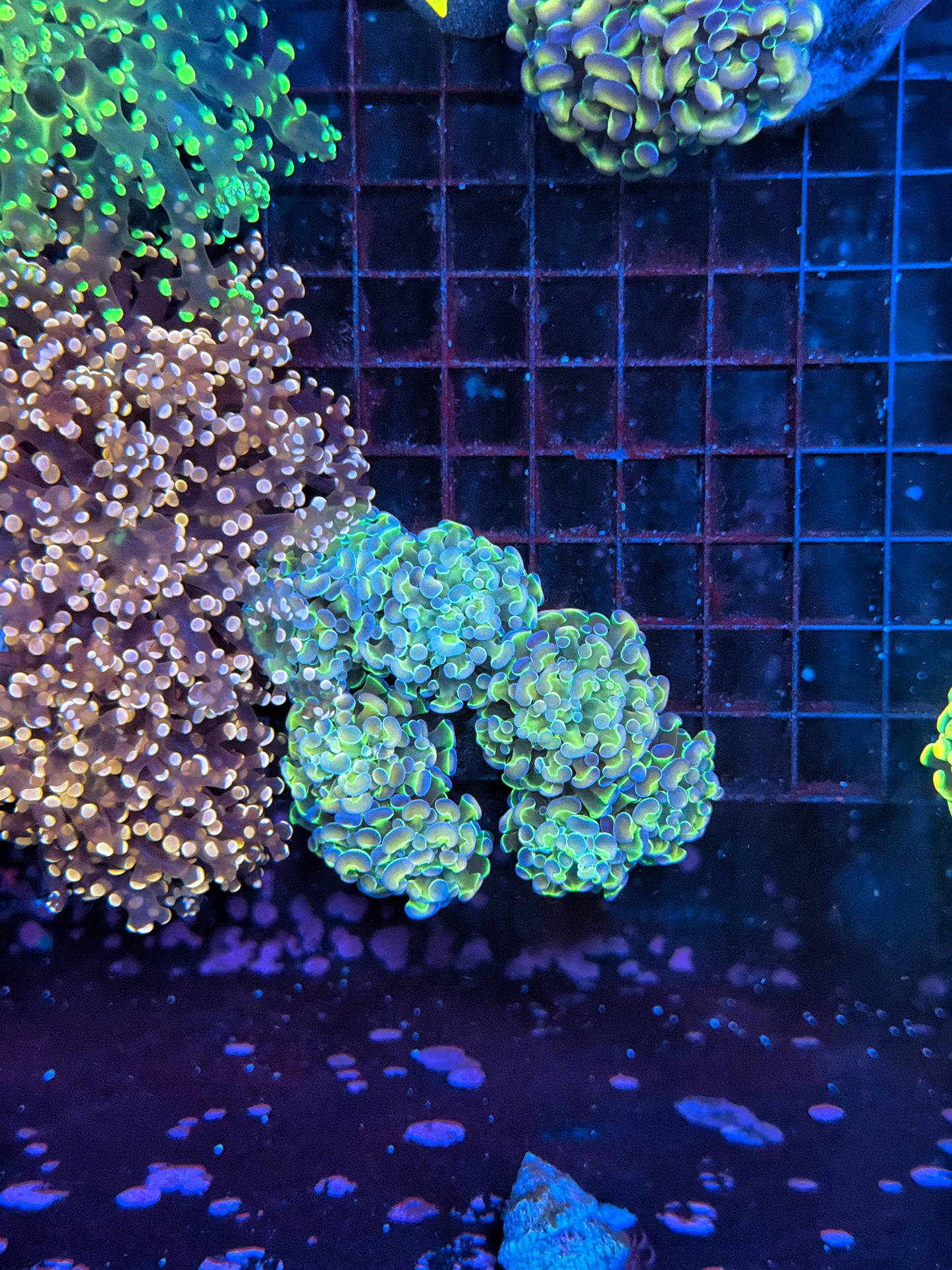 Hologram Colony
