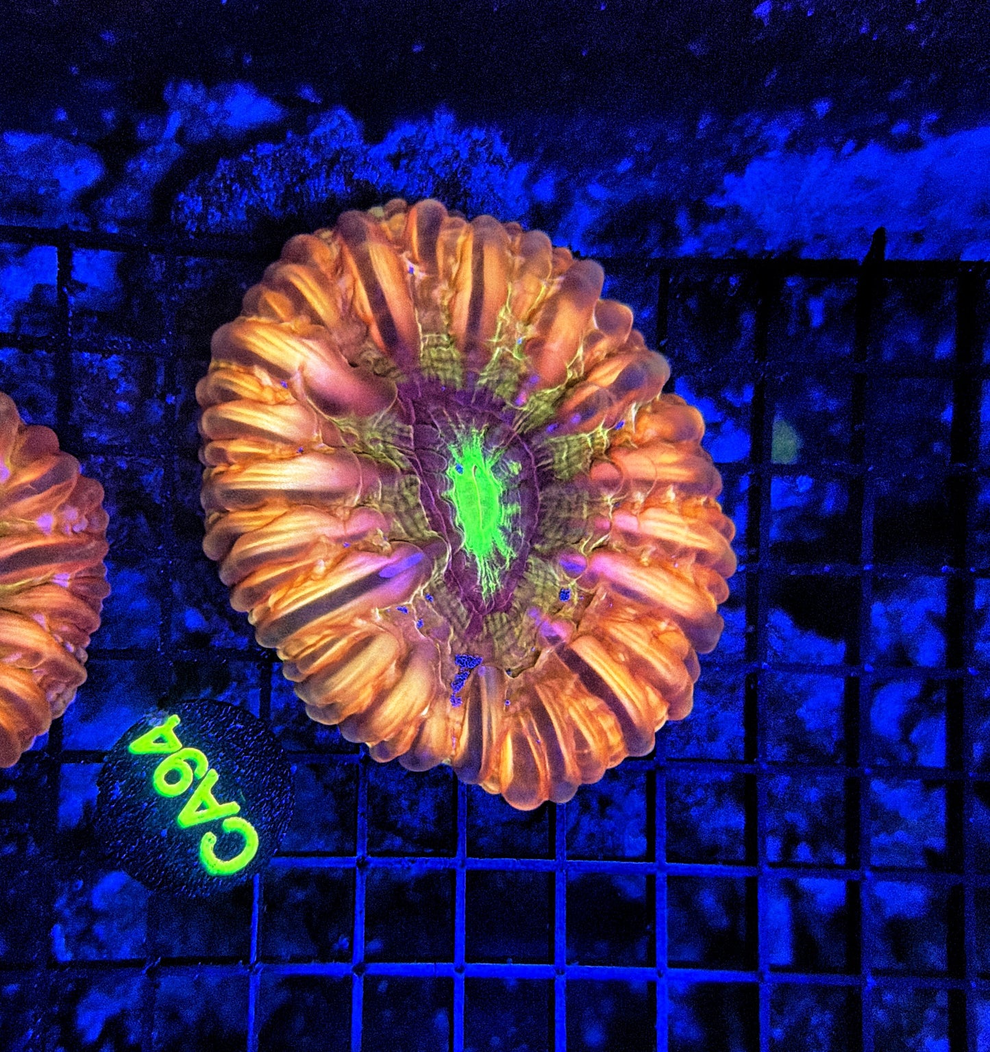 Ultra rainbow cynarina