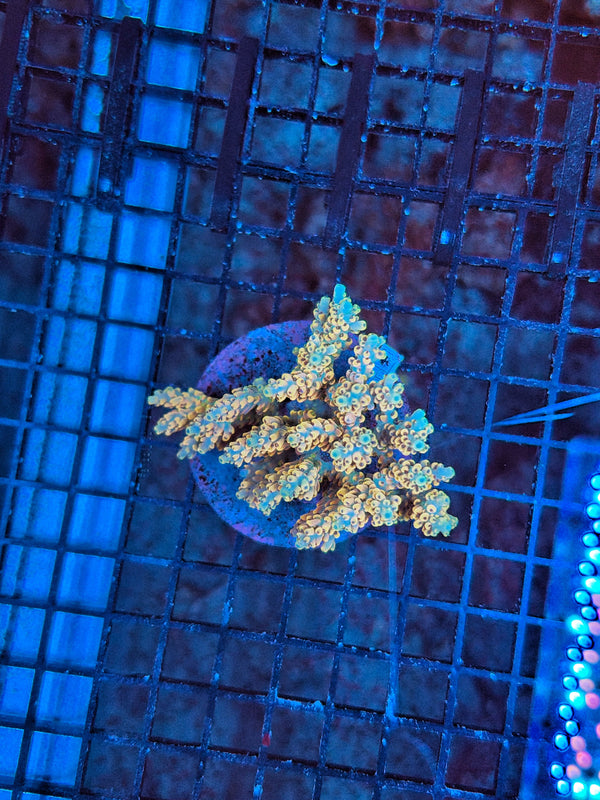 Indo Premium acro