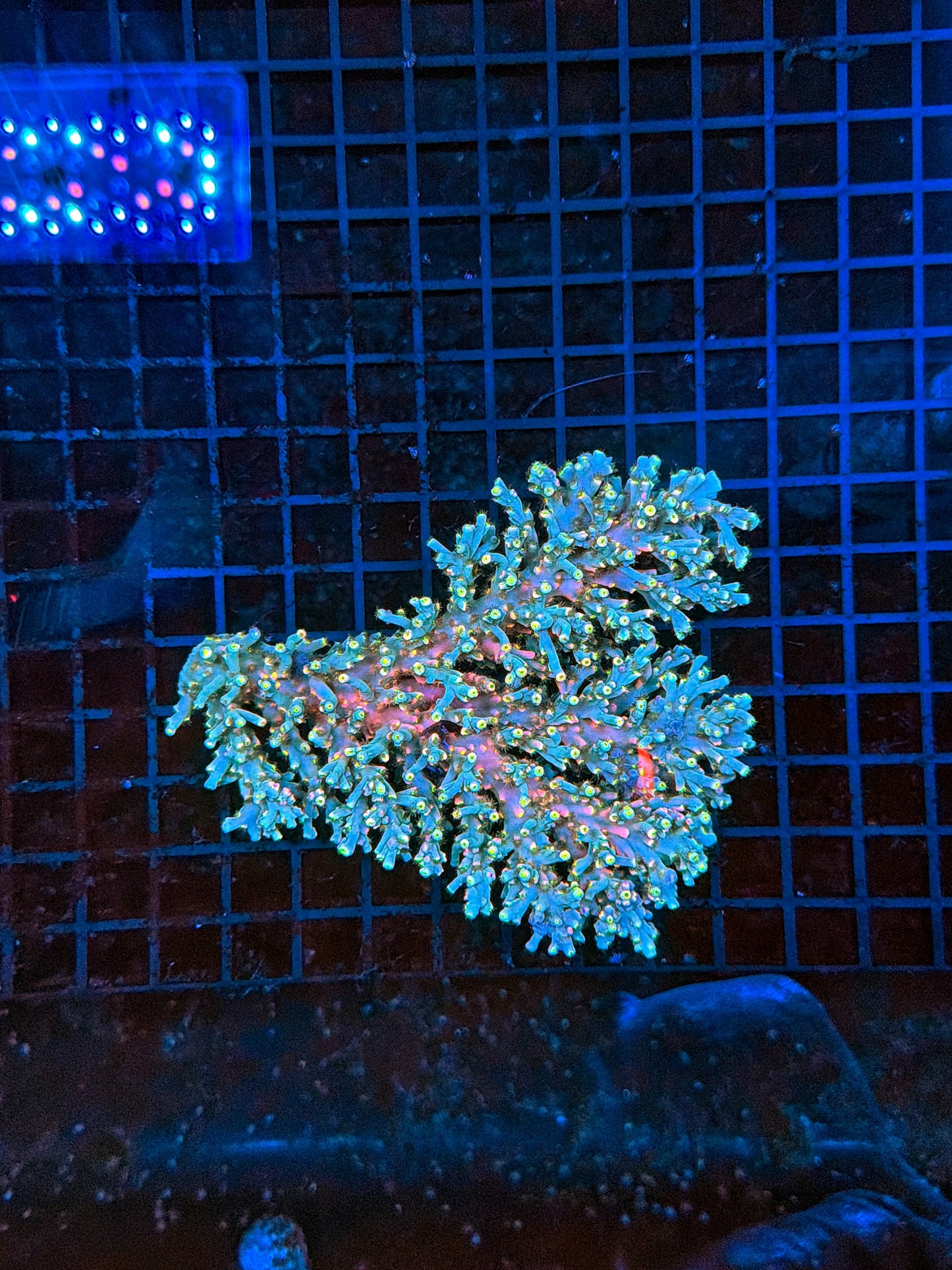 Malay speciosa (in tank 3 month very healthy)