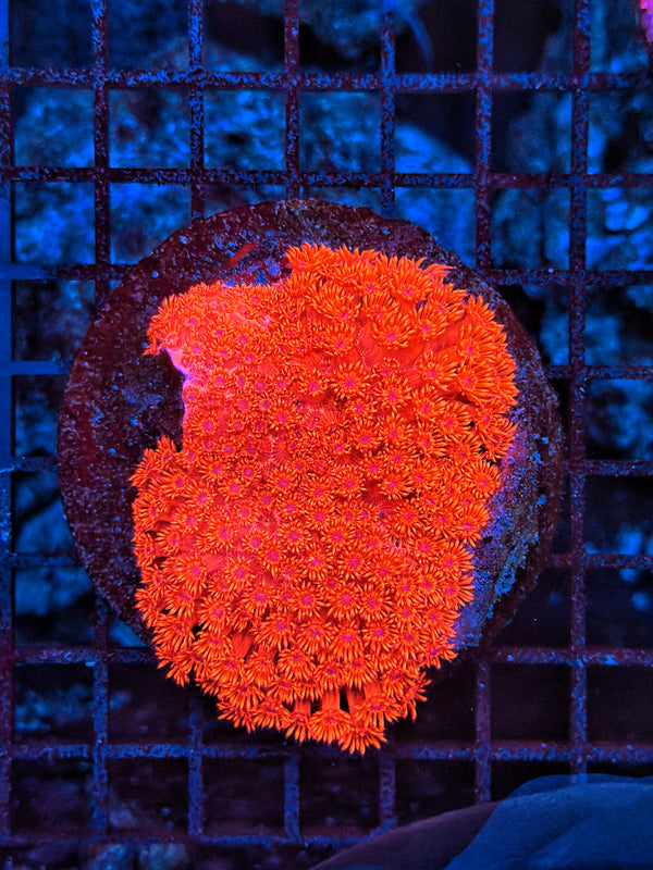Ultra red goni