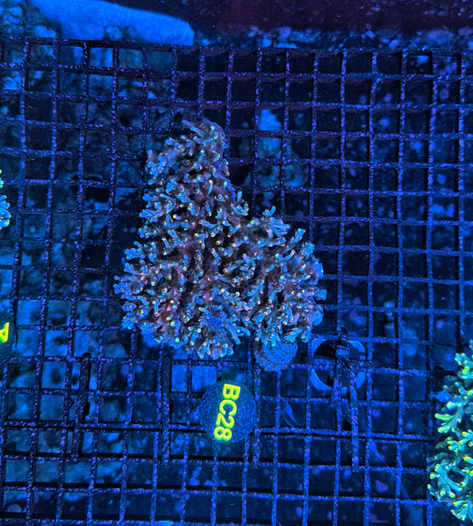 Malay Acro