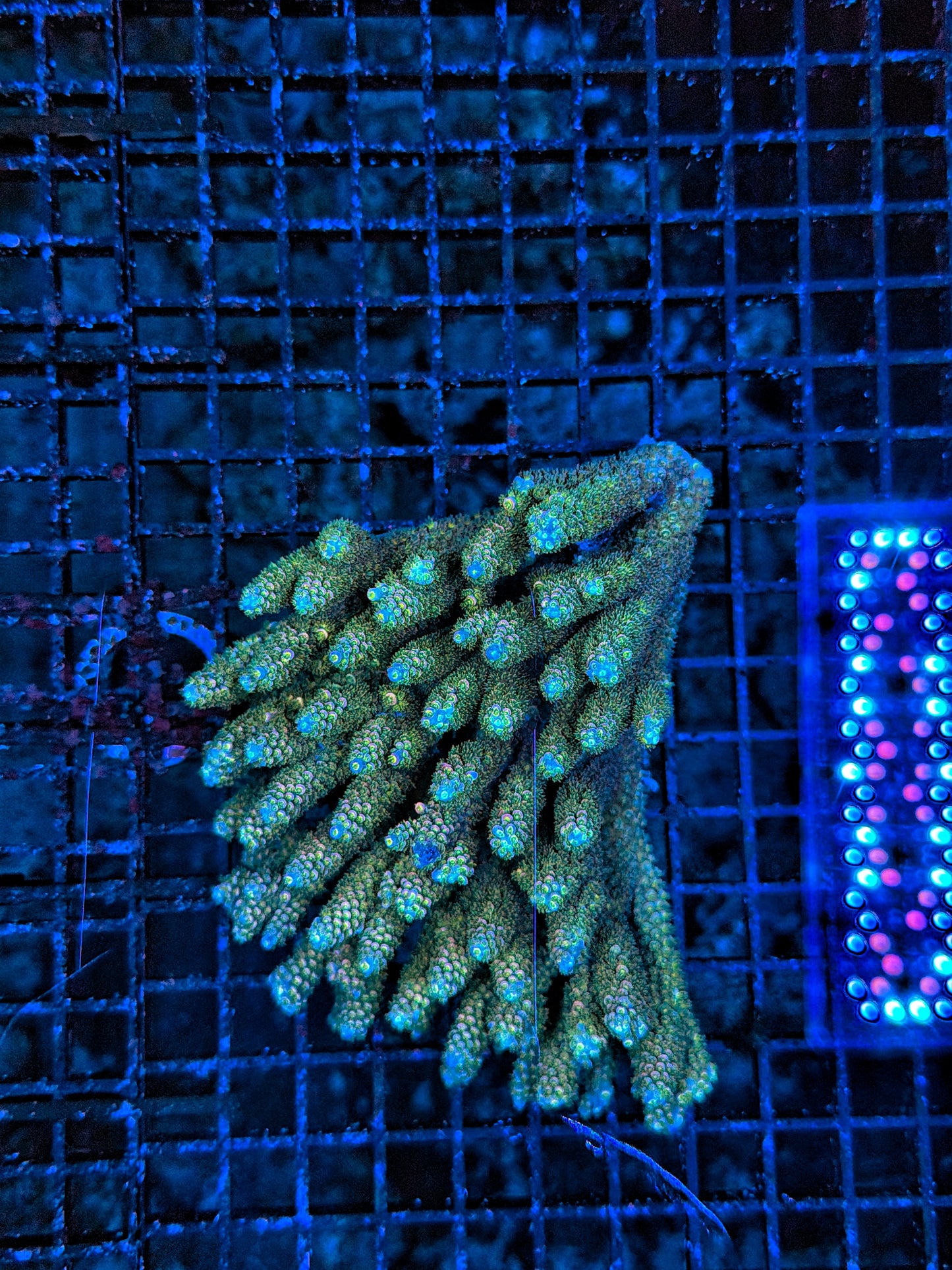 Malay acro