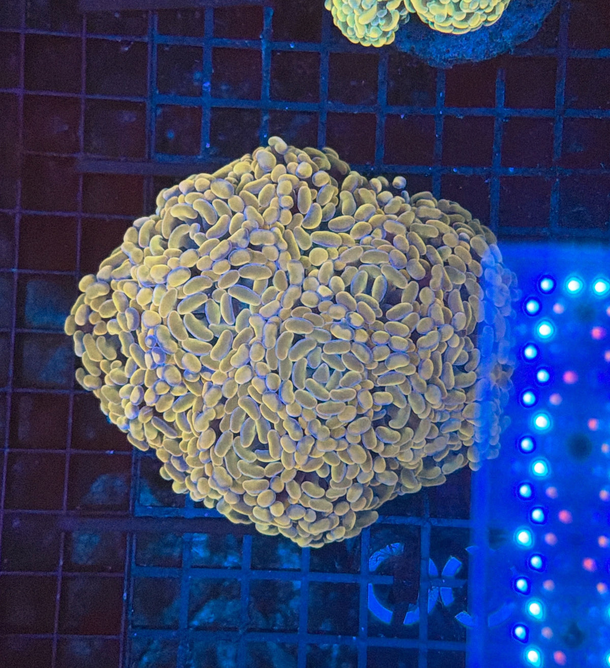 Indo SP Hammer colony