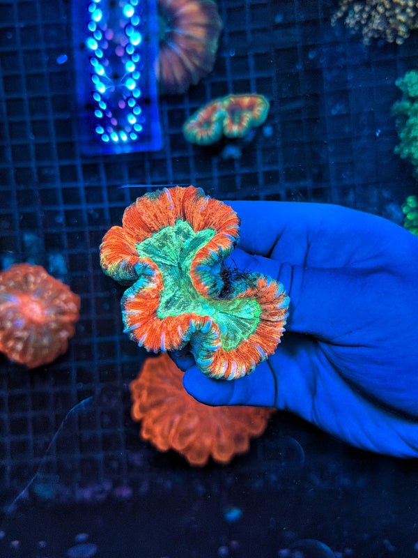 Trachy coral