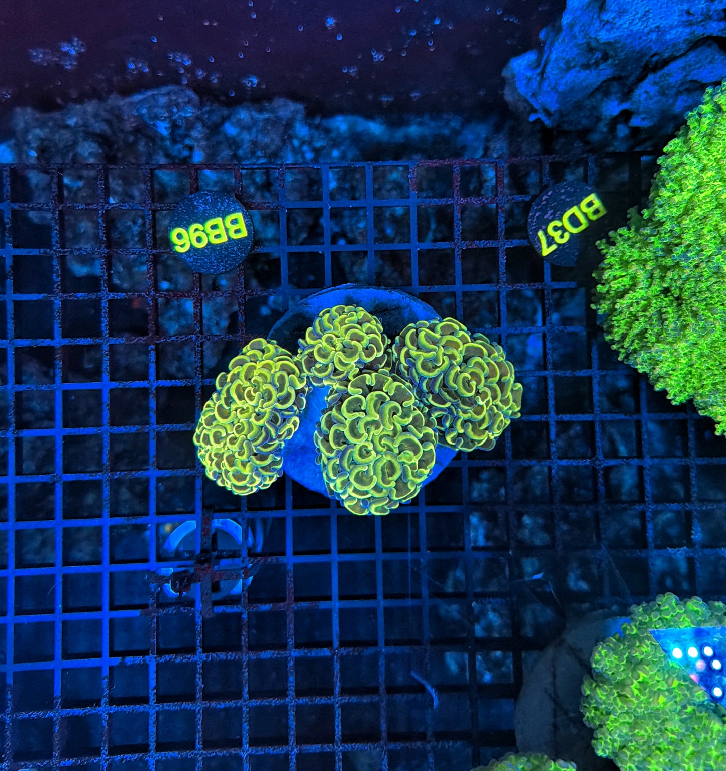 Malay branching hammer Colony 3-4 heads but might be hard cut into singles.