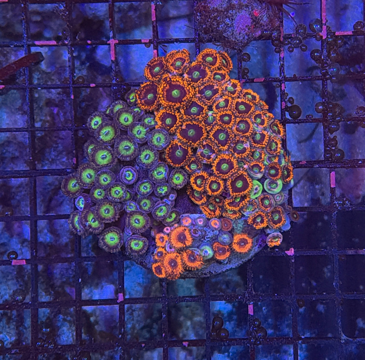 Rainbow zoa clearance