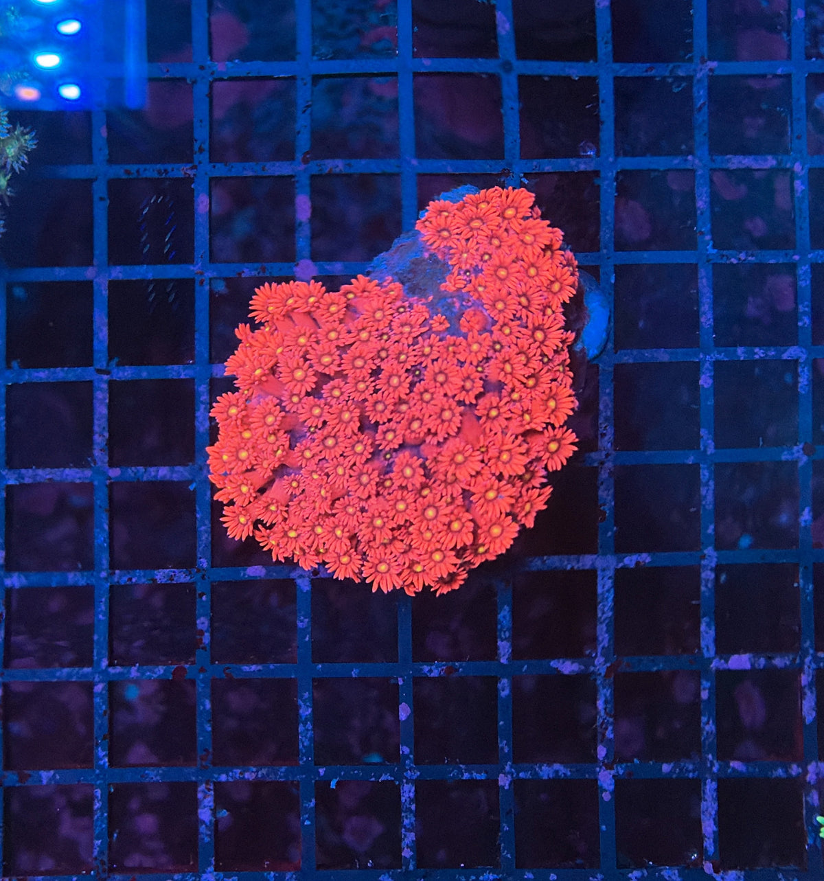 Goniopora