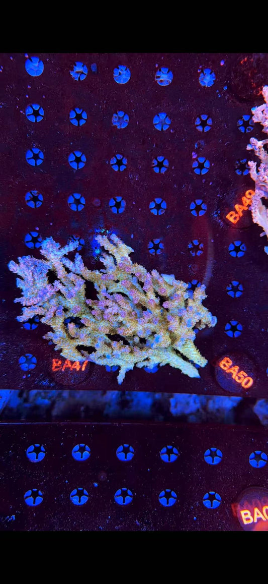 malay sps