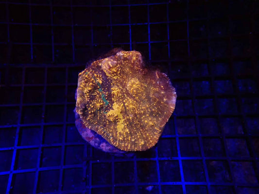 Rainbow chalice