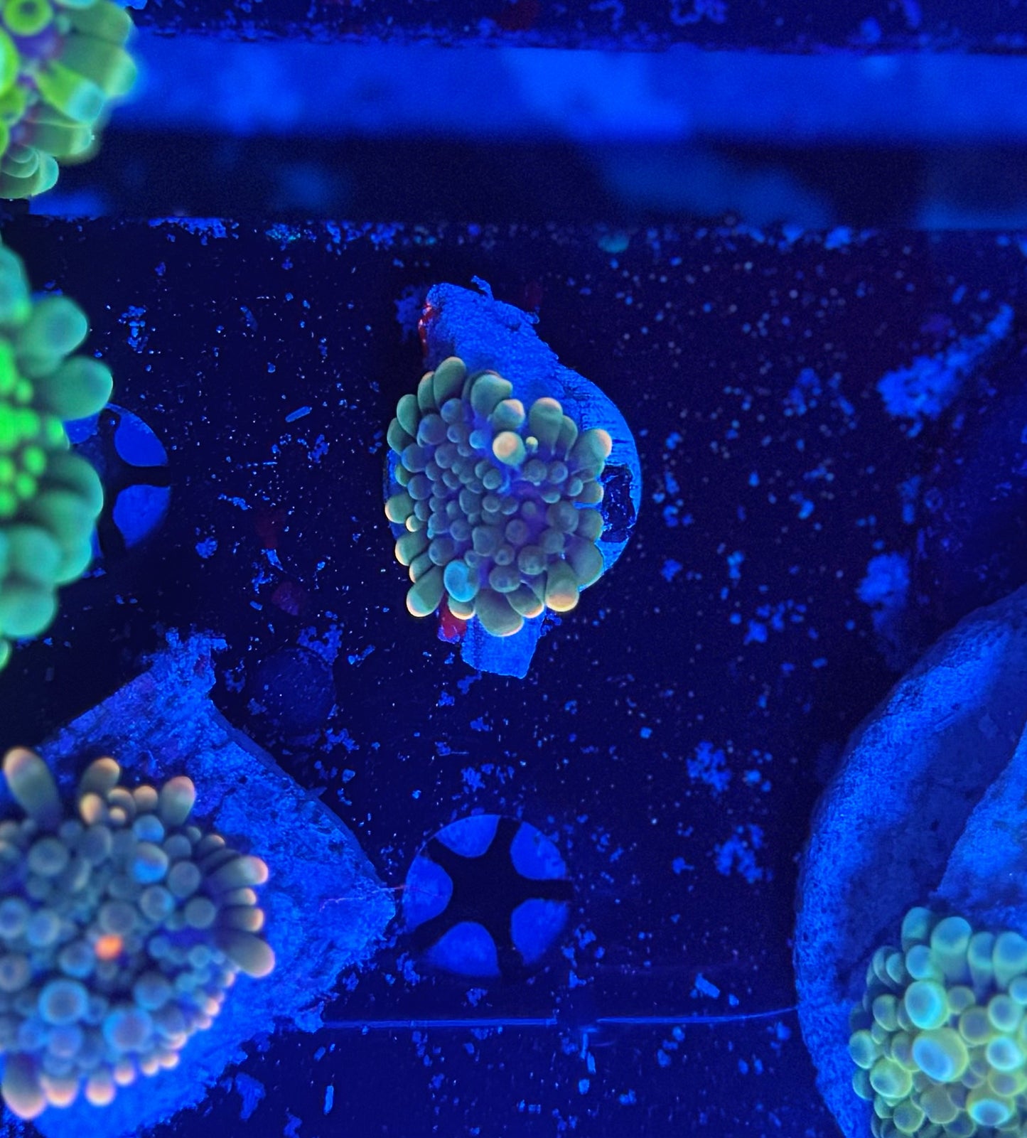 Malay Bouncing Mushroom