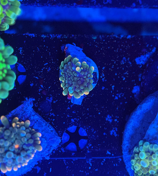 Malay Bouncing Mushroom