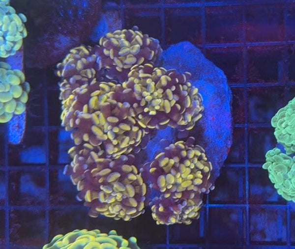 Premium hammer colony