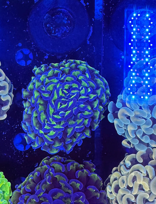 Malay Fat-head Hammer