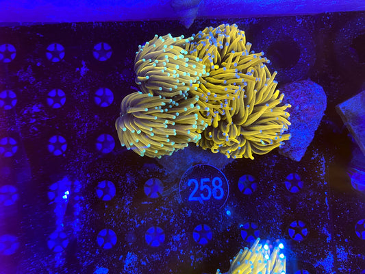 Asian banana, sun god, banana grail & gold mixed plate 4 heads