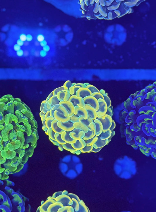 Malay Fat-head Hammer