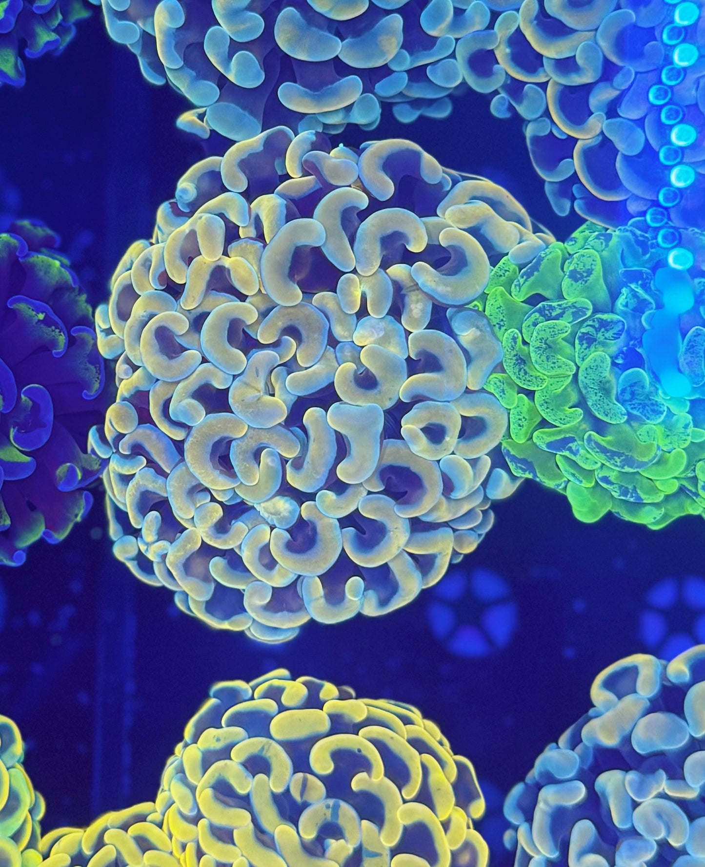 Malay Fat-head Hammer